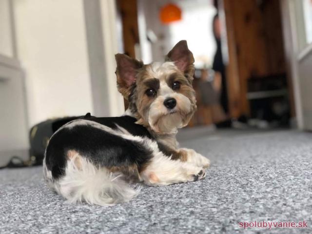 Spolubývanie Bratislava - Devínska Nová Ves Bratislava IV Spolubývanie Bratislava - Devínska Nová Ves Bratislava IV